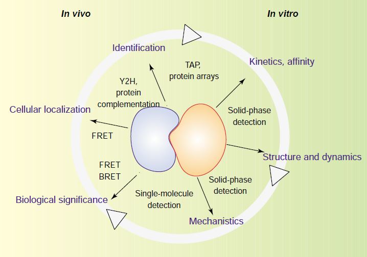 Protein Synthesis, Protein-Protein Interactions (PPIs), and Vibrating Resonant Energy Meditations (VREMs): Insights from a Case Study